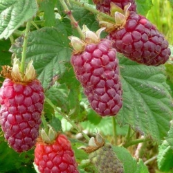 Tayberry (ibrido mora-lampone) (Rubus fruticosus x R. idaeus)