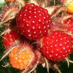 Uva del Giappone (Rubus phoenicolasius)