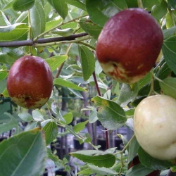 Giuggiolo Gigante a mela (Zizyphus Vulgaris)