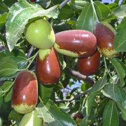 Giuggiolo Gigante a Pera (Zizyphus Vulgaris)