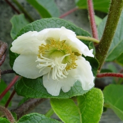 Actinidia "Hayward" Impollinatore (Actinidia chinensis)