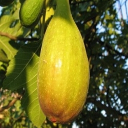 Fico del Portogallo (Ficus Carica)