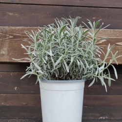 Lavanda (Lavandula angustifolia)