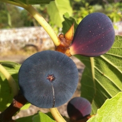 Fico Brogiotto Nero (Ficus Carica)